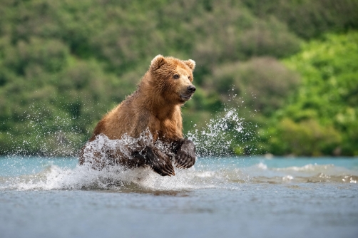 medvěd hnědý kamčatský (Ursus arctos...