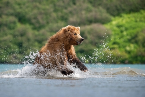 medvěd hnědý kamčatský (Ursus arctos...