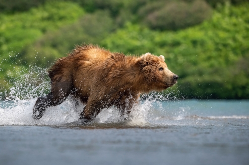 medvěd hnědý kamčatský (Ursus arctos...