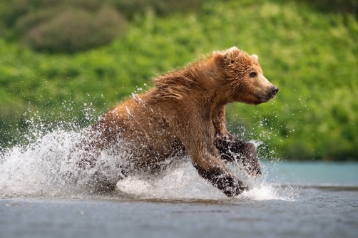 medvěd hnědý kamčatský (Ursus arctos...