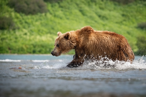 medvěd hnědý kamčatský (Ursus arctos...