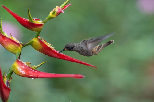 kolibřík telesillský (Colibri delphinae)...