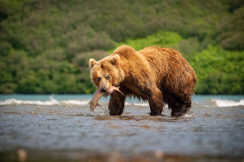 medvěd hnědý kamčatský (Ursus arctos...