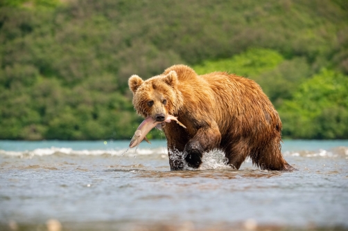 medvěd hnědý kamčatský (Ursus arctos...