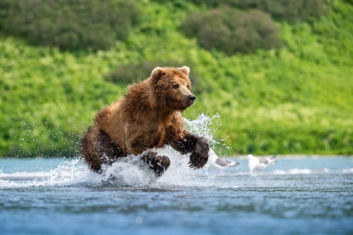 medvěd hnědý kamčatský (Ursus arctos...