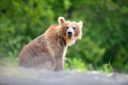 medvěd hnědý kamčatský (Ursus arctos...