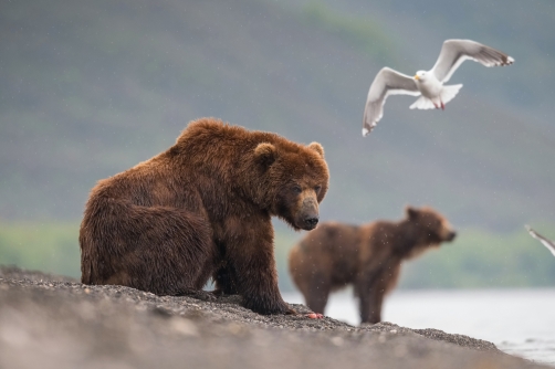 medvěd hnědý kamčatský (Ursus arctos...