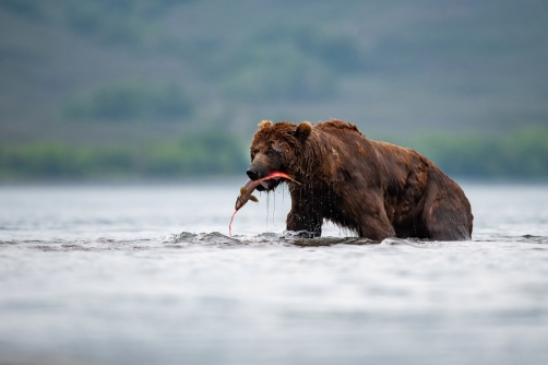 medvěd hnědý kamčatský (Ursus arctos...