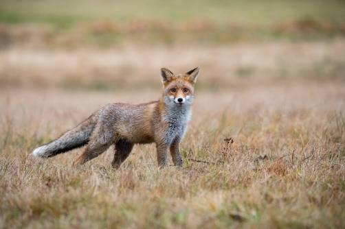 liška obecná (Vulpes vulpes) Red fox