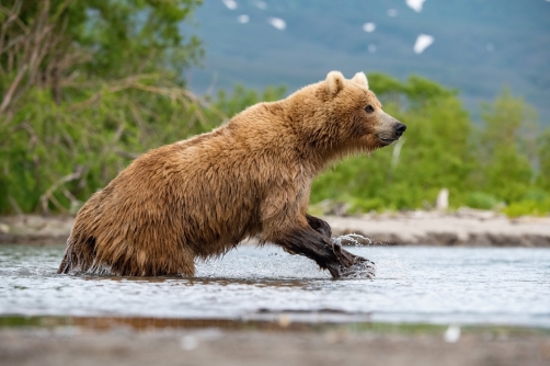 medvěd hnědý kamčatský (Ursus arctos...