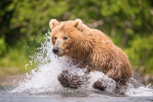 medvěd hnědý kamčatský (Ursus arctos...