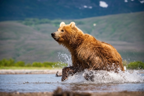 medvěd hnědý kamčatský (Ursus arctos...