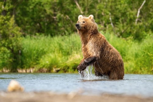 medvěd hnědý kamčatský (Ursus arctos...