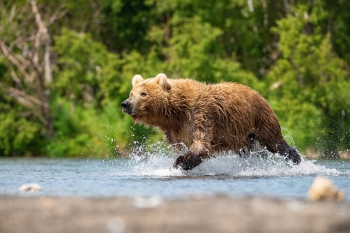 medvěd hnědý kamčatský (Ursus arctos...