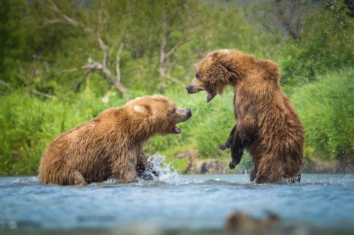 medvěd hnědý kamčatský (Ursus arctos...