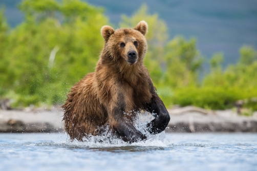 medvěd hnědý kamčatský (Ursus arctos...