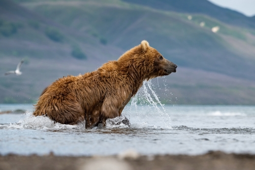 medvěd hnědý kamčatský (Ursus arctos...