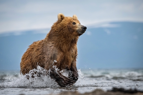 medvěd hnědý kamčatský (Ursus arctos...