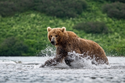 medvěd hnědý kamčatský (Ursus arctos...