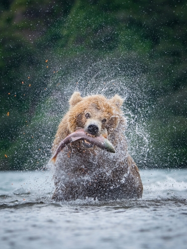 medvěd hnědý kamčatský (Ursus arctos...