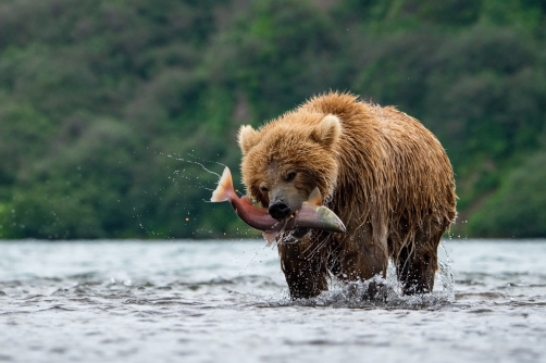 medvěd hnědý kamčatský (Ursus arctos...