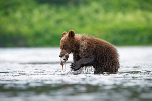 medvěd hnědý kamčatský (Ursus arctos...