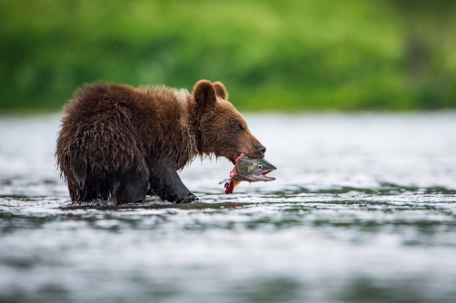 medvěd hnědý kamčatský (Ursus arctos...