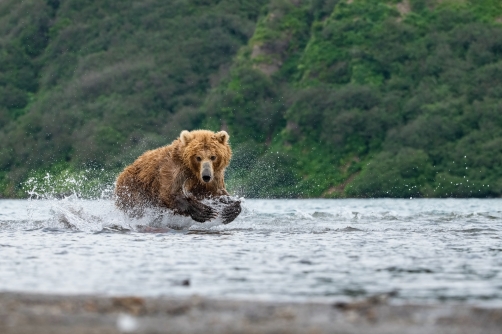 medvěd hnědý kamčatský (Ursus arctos...