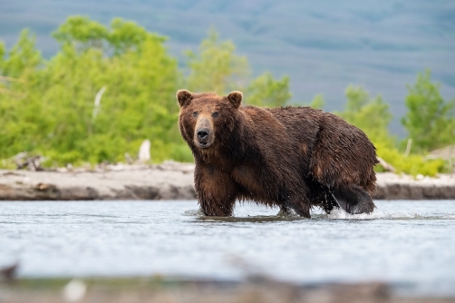 medvěd hnědý kamčatský (Ursus arctos...