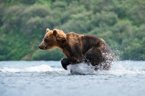 medvěd hnědý kamčatský (Ursus arctos...