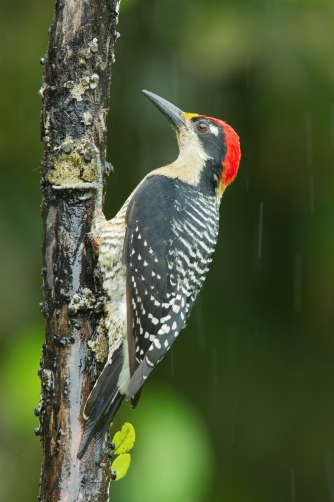 datel černolící (Melanerpes pucherani)...