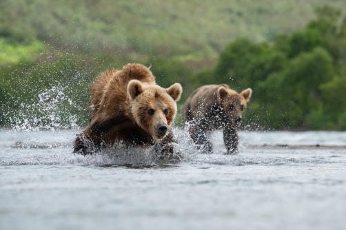 medvěd hnědý kamčatský (Ursus arctos...