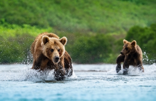 medvěd hnědý kamčatský (Ursus arctos...