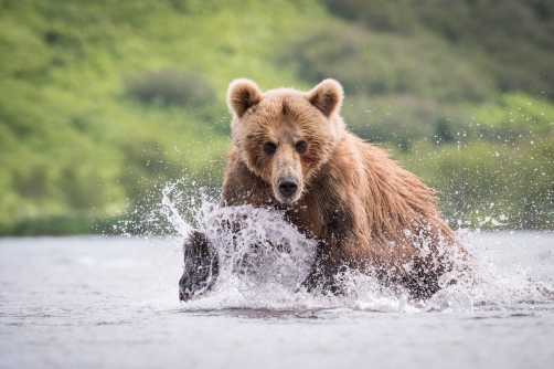 medvěd hnědý kamčatský (Ursus arctos...