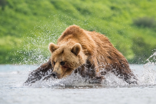 medvěd hnědý kamčatský (Ursus arctos...