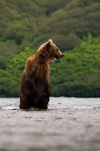 medvěd hnědý kamčatský (Ursus arctos...