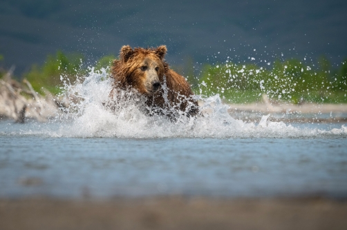 medvěd hnědý kamčatský (Ursus arctos...