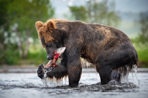 medvěd hnědý kamčatský (Ursus arctos...