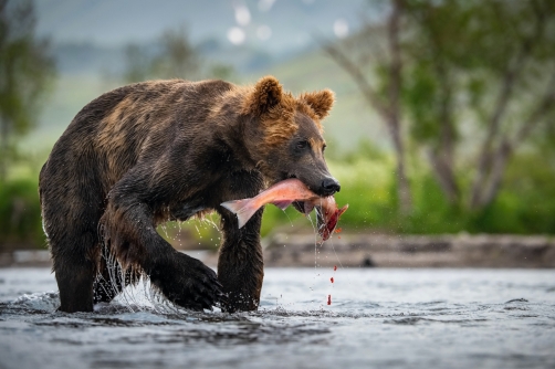 medvěd hnědý kamčatský (Ursus arctos...