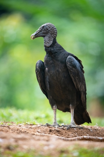 kondor havranovitý (Coragyps atratus) Black...