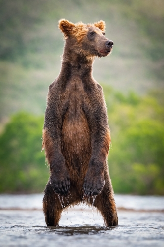 medvěd hnědý kamčatský (Ursus arctos...