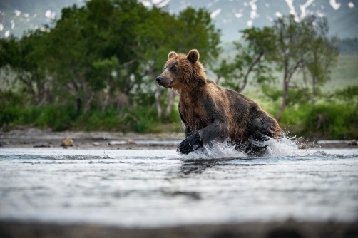 medvěd hnědý kamčatský (Ursus arctos...