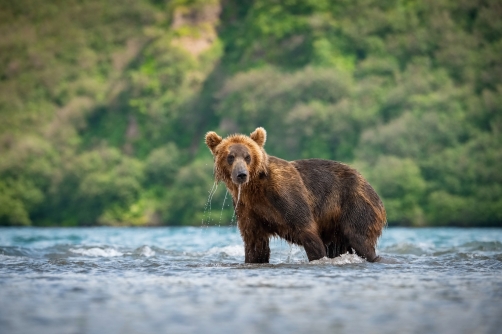 medvěd hnědý kamčatský (Ursus arctos...