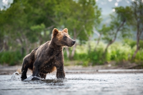 medvěd hnědý kamčatský (Ursus arctos...