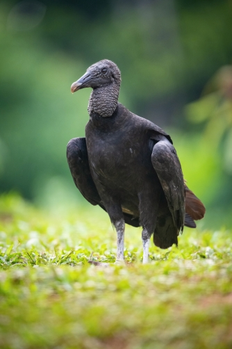 kondor havranovitý (Coragyps atratus) Black...