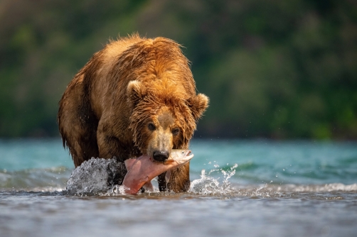 medvěd hnědý kamčatský (Ursus arctos...