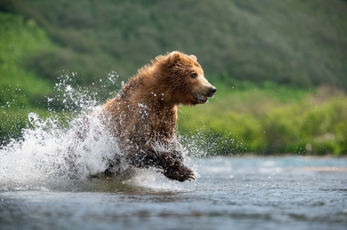 medvěd hnědý kamčatský (Ursus arctos...