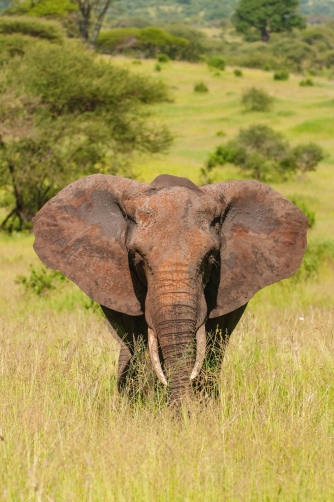 slon africký (Loxodonta africana) African...