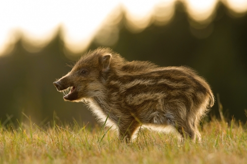 prase divoké (Sus scrofa) Wild boar