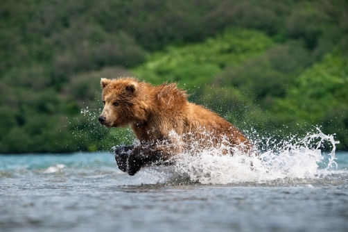 medvěd hnědý kamčatský (Ursus arctos...